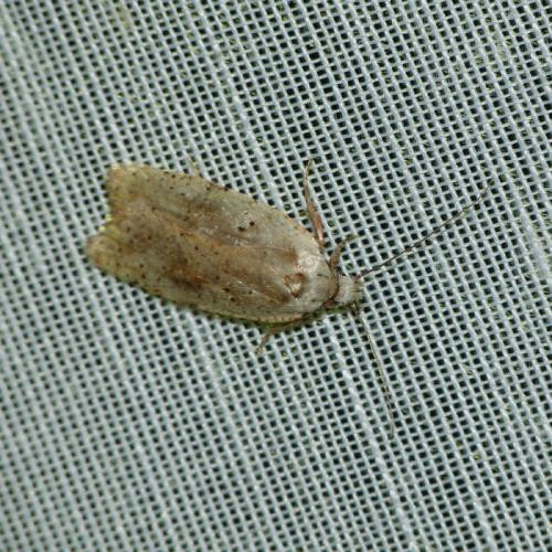 Agonopterix nervosa